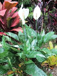 Other Tropical Plants